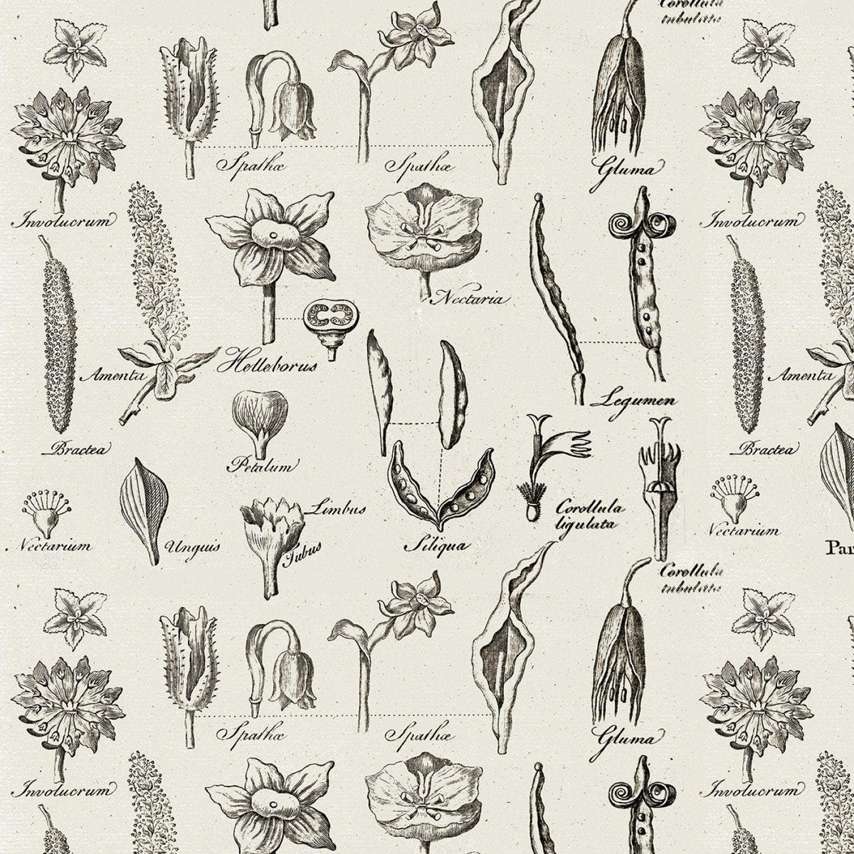 Flower Study Lt. Gray - Art Journal - J. Wecker Frisch - Riley Blake - C13042R-LTGRAY