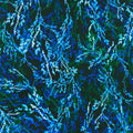 Leaves Ocean - Leaflet - Robert Kaufman - SRKD2196659