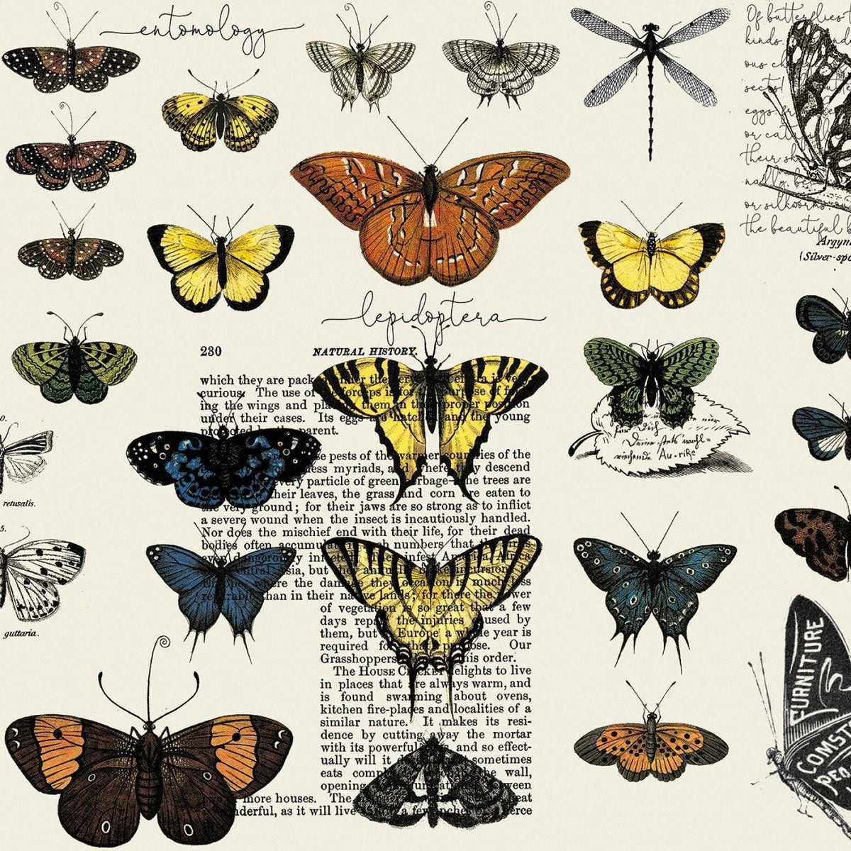 Butterflies Lt. Gray - Art Journal - J. Wecker Frisch - Riley Blake - CD13035R-LTGRAY