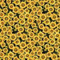 Black Sunflowers - Chicken Shack - Jan Matt - Henry Glass - 3319-99