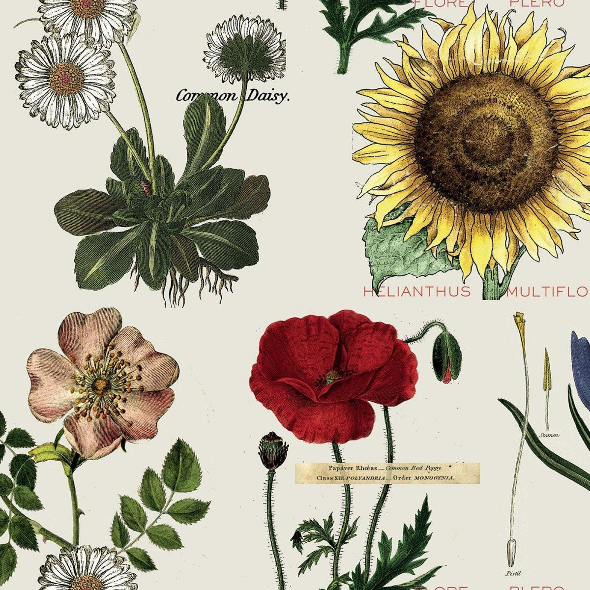 Botanicals Lt. Gray - Art Journal - J. Wecker Frisch - Riley Blake - CD13038R-LTGRAY